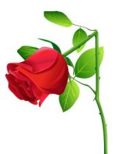 Broken Rose of Shame